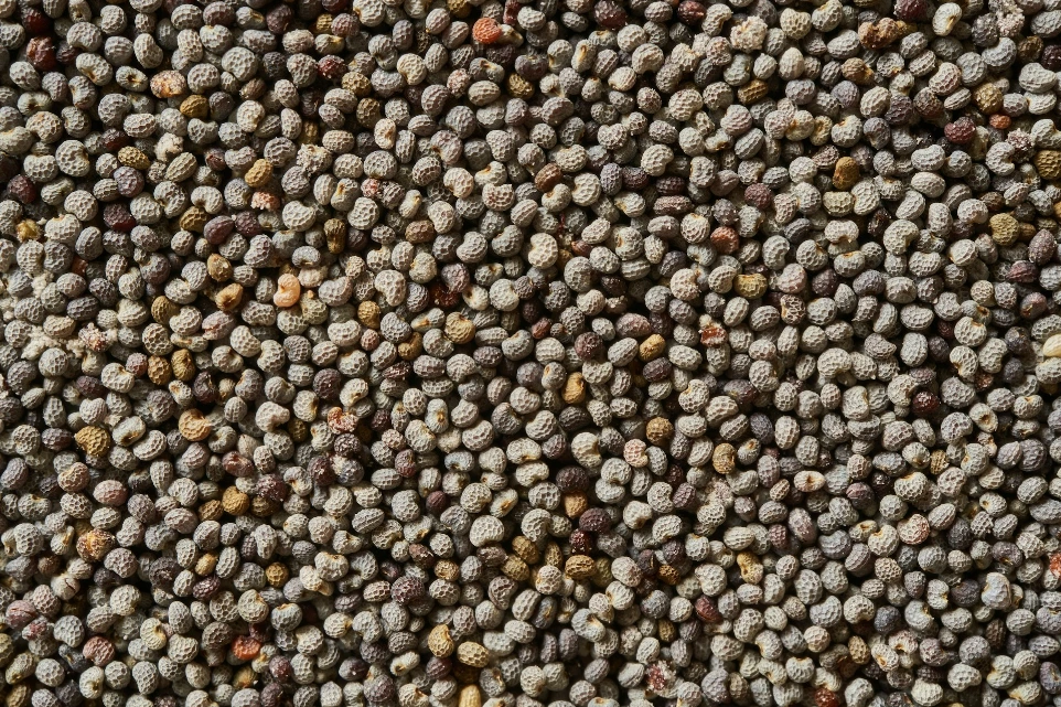 Grain Poppy Seeds (পোস্ত দানা) 50gm