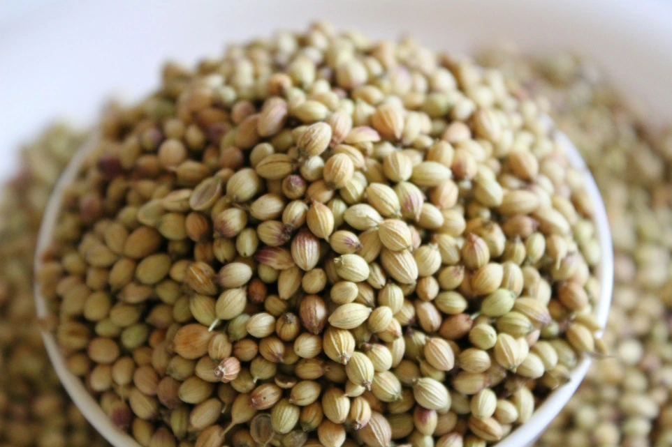 Grain Coriander Seeds (ধনিয়া) / 100gm