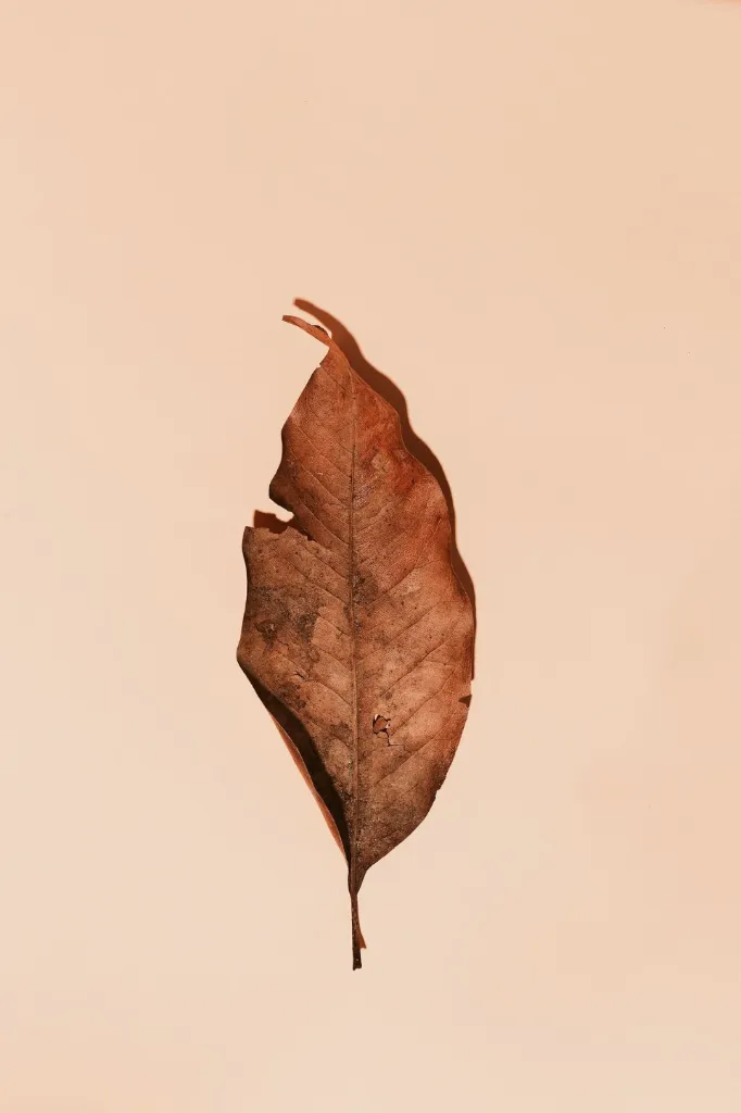 Grain Bay Leaves (তেজপাতা) / 100gm