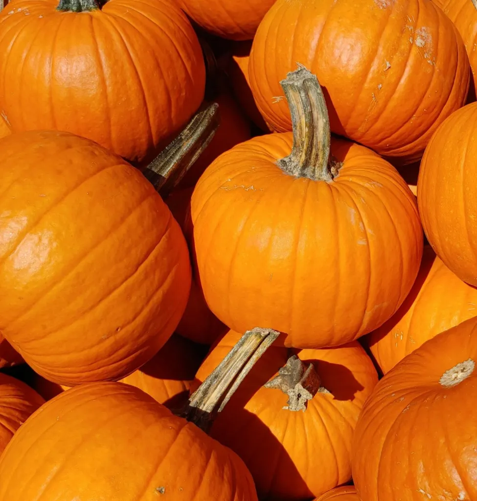 Sweet Pumpkin Slice ± 40 gm(মিষ্টি কুমড়া ফালি) 1kg